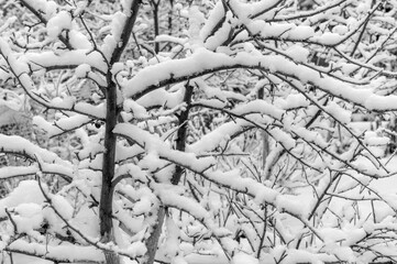 tree branches covered with snow after a heavy snowfall