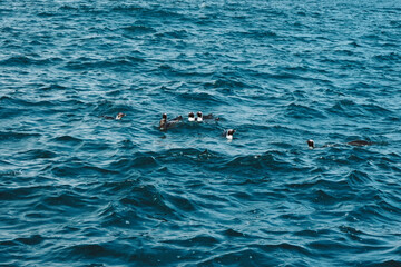 Obraz premium Penguins in the water