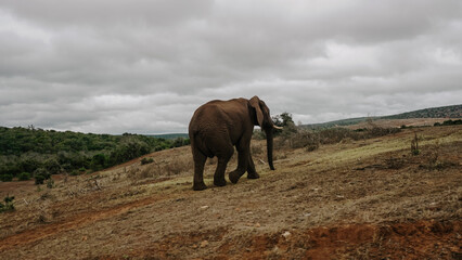 Fototapeta na wymiar Elephant in the field