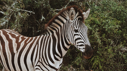 Fototapeta na wymiar zebra in savannah