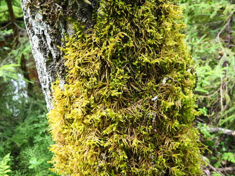 Moss and lichens on the bark of a tree in a spruce taiga forest. Karelia, Orzega. Yellow green moss on the trunk. Ctenidium molluscum. Necker moss
