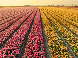 Gordijnen Millions of tulips - magento and yellow - agriculture - bulbfields - Holland © Alex de Haas