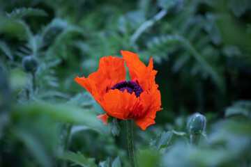 Beautiful poppy flower on green foliage background. Close-up Photo