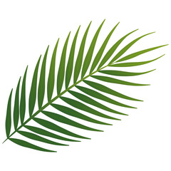 Fototapeta premium coconut leaf