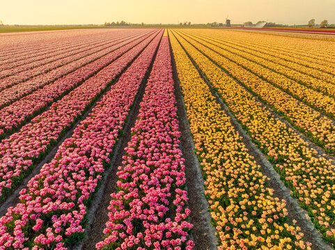 Millions of tulips - magento and yellow - agriculture - bulbfields - Holland