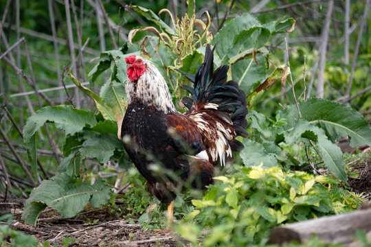 Rooster in summer landscape with green leaves. Summertime. Close up Photo