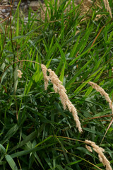 Phalaris arundinacea