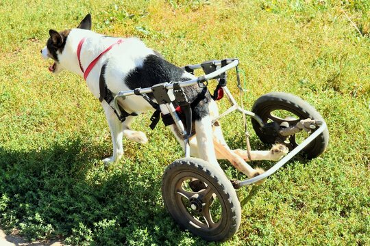 A disabled dog with paralyzed hind legs with a special device on wheels for independent movement