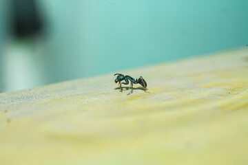 Black ant