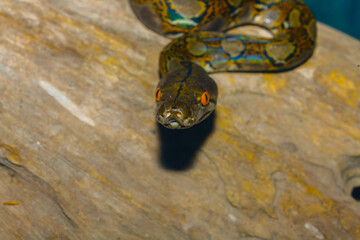 Close-up photo of snake