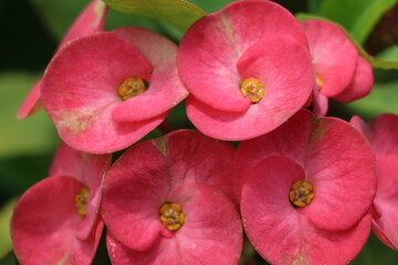 Flowers
Crown of Thorn
Euphorbia millii