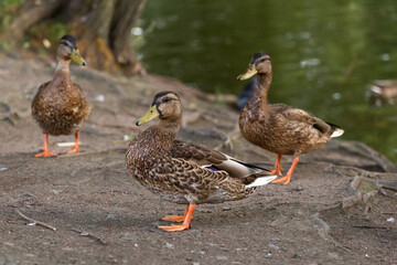 wild duck on the bank of the pond. Selective sharpening