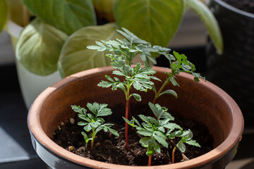 seedlings, marigolds in a pot on the windowsill. selective focus