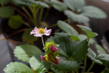 pink strawberry flower among green leaves. Macro.