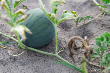 Watermelon is growing in the garden,Sweet fruit.