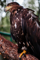 golden eagle portrait