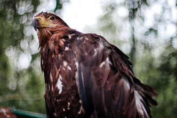 portrait of a eagle