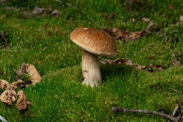 Boletus edulis is edible mushroom. Pporcini on moss in forest. Healthy and delicates food
