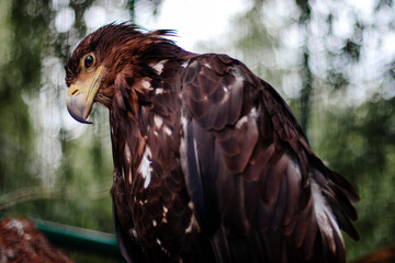portrait of a eagle
