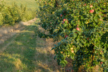 Fototapeta na wymiar fruit apple farm orchard growing apples