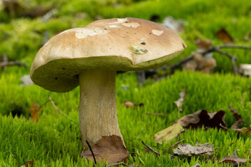 Calluna vulgaris known as Common Heather, ling, or simply heather and big edible mushroom - cep