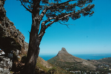 lions head
