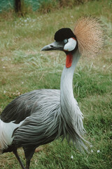 grey crowned crane