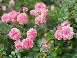 Rose shrub with beautiful pink flowers in garden.
