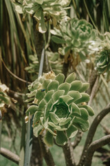 Fototapeta premium close up of a cactus