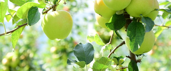 Reife Äpfel - Apfelwiesen in Südtirol kurz vor der Apfelernte	