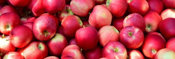 Rote Äpfel in der Obstkiste in Südtirol, biologisch, direkt vom Bauern	