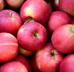 Rote Äpfel in der Obstkiste in Südtirol, biologisch, direkt vom Bauern	