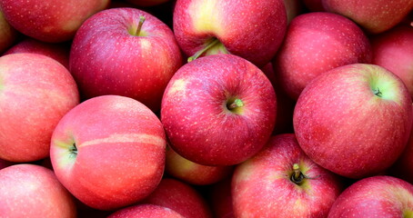 Rote Äpfel in der Obstkiste in Südtirol, biologisch, direkt vom Bauern	