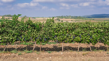 Fototapeta na wymiar Close up of a vineyard with red black grapes