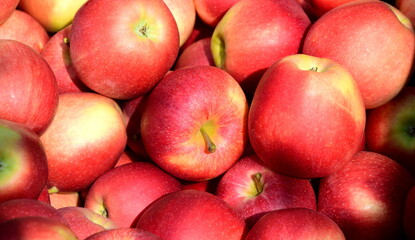 Rote Äpfel in der Obstkiste in Südtirol, biologisch, direkt vom Bauern	