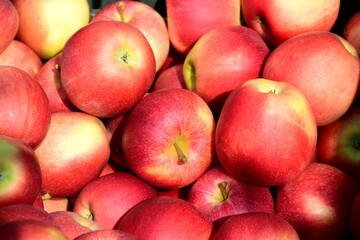 Rote Äpfel in der Obstkiste in Südtirol, biologisch, direkt vom Bauern	