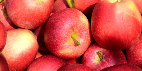 Rote Äpfel in der Obstkiste in Südtirol, biologisch, direkt vom Bauern	