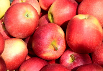 Rote Äpfel in der Kiste nach der Obsternte in Südtirol	