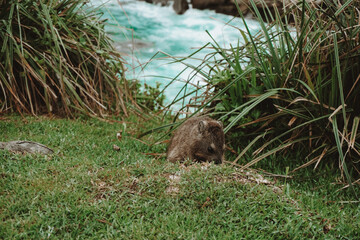 hyrax in the wilds