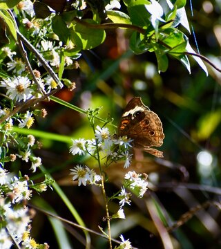 Common Buckeye Brush Footed Butterfly On White Aster