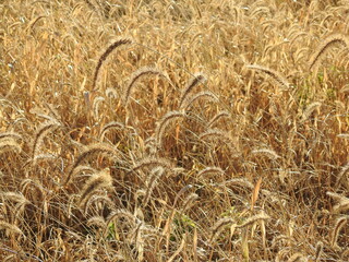 Natural texture, autumn colored, golden giant foxtail,  Setaria faberi, grass growing wild in Frederick County, Maryland.