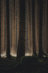 Obraz premium Bodennebel im Wald