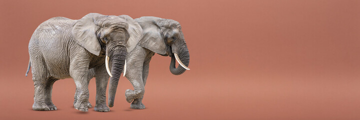 Isolate of two walking elephants. African elephants isolated on a uniform background. Photo of elephants close-up, side view.