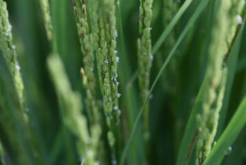Fototapeta na wymiar Rice plant flowers. In Japan, rice is planted in May, flowers bloom in August, and harvested from mid-September to October.