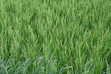 Rice plant flowers. In Japan, rice is planted in May, flowers bloom in August, and harvested from mid-September to October.