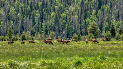 Elk herd in the west side of the Rocky Mountain National Park in Colorado