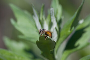 Honey Bee among greenery