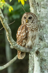 Adult Barred Owl in North Carolina's Alligator River national Wildlife Refuge.