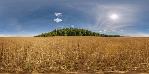hdri panorama 360 view among farming wheat or rye fields with fluffy clouds near forest in...