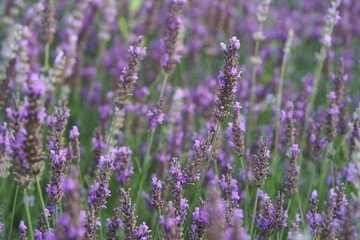 Lavender violet flowers grow in lush green grass on meadow on sunny day in spring in countryside. Natural floral background with fresh seasonal plants blooming in springtime extreme close view